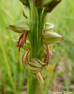 Orchis Homme pendu, Orchis anthropophora, Orchidées sauvages rouges et vertes, Green and red Wild orchids, Poitou-Charentes, SandrinePhotos 86 (17)