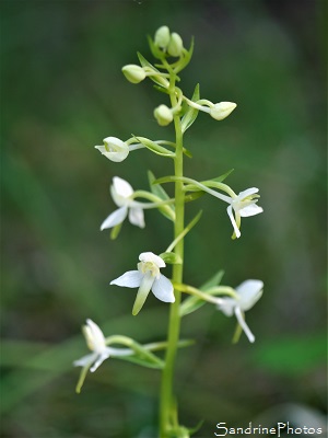 Orchis à deux feuilles, Platanthère à deux feuilles, Platanthera bifolia, Orchidées sauvages, Wild orchids, Corrèze, Saillac (3)