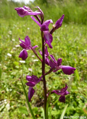 Orchis à fleurs lâches, Anacamptis laxiflora, Orchidée sauvage, Jardin, Bouresse, Poitou-Charentes, 28 mai 2013 (15)