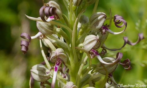 Orchis bouc, Himantoglossum hircinum, Orchidées sauvages, wild orchids of Poitou-Charentes, Bouresse, France