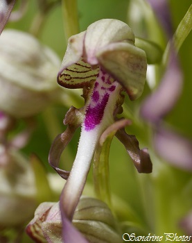 Orchis bouc, Himantoglossum hircinum, Orchidées sauvages, wild orchids of Poitou-Charentes, Wild flowers, Bouresse, France (8)