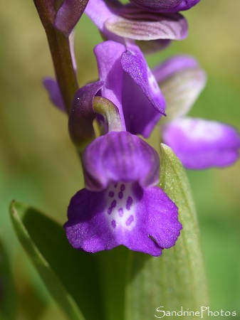 Orchis bouffon, Anacamptis morio, Orchidées sauvages du Sud Vienne, Le Verger, Bouresse (10)