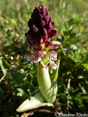 Orchis brlé, Neotinea ustulata, Orchidées sauvages blanches et pourpres, Wild orchids, Fleurs sauvages du Poitou-Charentes (11)