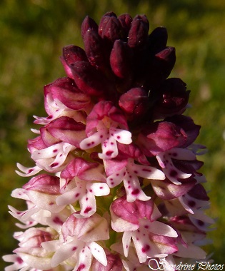 Orchis brlé, Neotinea ustulata, Orchidées sauvages blanches et pourpres, Wild orchids, Fleurs sauvages du Poitou-Charentes (12)