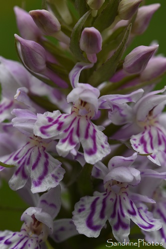 Orchis de Fuchs, Dactylorhiza fuchsii, Orchidées sauvages, Pyrénées, Mas d`Azil, Ariège, 14 Mai 2023 (83)