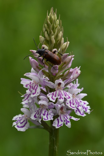 Orchis de Fuchs, Dactylorhiza fuchsii, Orchidées sauvages, Pyrénées, Mas d`Azil, Ariège, 14 Mai 2023 (84)