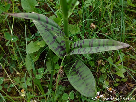 Orchis de Fuchs, Dactylorhiza fuchsii, Orchidées sauvages, Pyrénées, Mas d`Azil, Ariège, 14 Mai 2023 (86)
