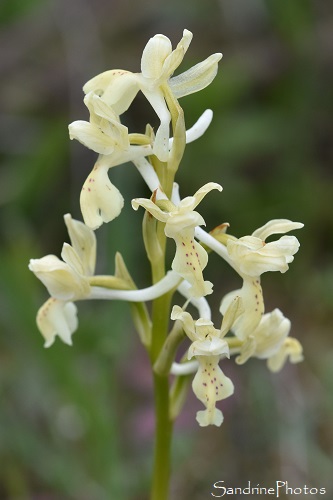Orchis de Provence, Orchis provincialis, Chasse aux orchidées sauvages, Bouisse, Aude, Corbières, Mai 2021 (35)