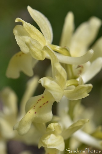 Orchis de Provence, Orchis provincialis, Chasse aux orchidées sauvages, Bouisse, Aude, Corbières, Mai 2021 (36)