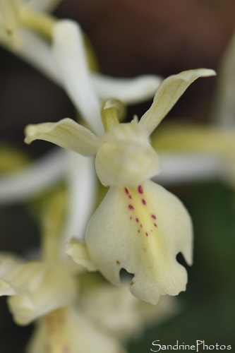 Orchis de Provence, Orchis provincialis, Chasse aux orchidées sauvages, Bouisse, Aude, Corbières, Mai 2021 (37)