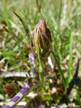 Orchis des bruyères, Dactylorhiza maculata, Orchidées sauvages de France, Poitou-Charentes, French wild orchids, Les landes de Sainte Marie-Montmorillon, SandrinePhotos Esprit Nature 86 (1)