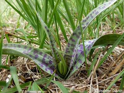 Orchis des bruyères, Dactylorhiza maculata, Orchidées sauvages de France, Poitou-Charentes, French wild orchids, Les landes de Sainte Marie-Montmorillon, SandrinePhotos Esprit Nature 86 (2)