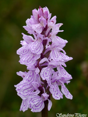Orchis des bruyères, Dactylorhiza maculata ericetorum, Orchidées sauvages, Wild orchids of Poitou-Charentes, France, SandrinePhotos (3)