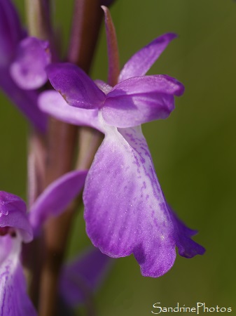 Orchis des marais, Anacamptis palustris, Orchidées sauvages, Orchidaceae (1)