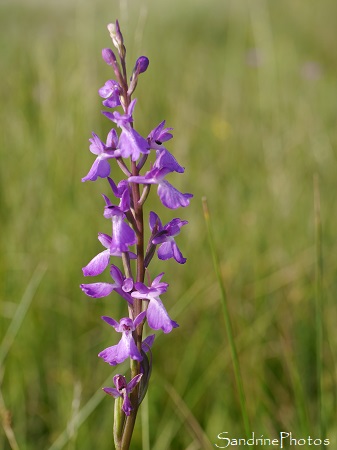 Orchis des marais, Anacamptis palustris, Orchidées sauvages, Orchidaceae (2)