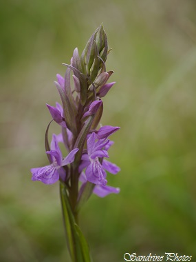 Orchis élevé, Dactylorhiza elata, wild orchids, Orchidées sauvages du Poitou-Charentes, Bois de Villeneuve, Saint-Secondin 86(38)