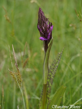 Orchis élevé, Dactylorhiza elata, wild orchids, Orchidées sauvages du Poitou-Charentes, Bois de Villeneuve, Saint-Secondin 86(39)