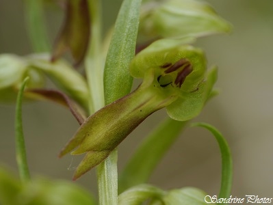 Orchis grenouille, Dactylorhiza viridis, Champagné Saint Hilaire, Orchidées sauvages du Poitou-Charentes, Wild orchids(26)