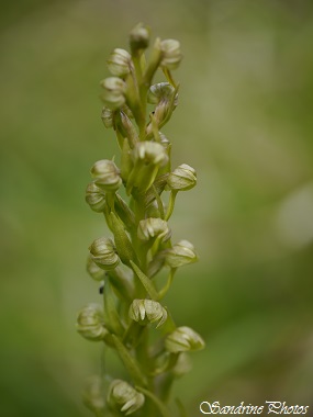 Orchis grenouille, Dactylorhiza viridis, Champagné Saint Hilaire, Orchidées sauvages du Poitou-Charentes, Wild orchids 86(12)