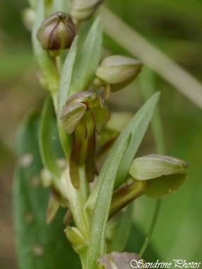 Orchis grenouille, Dactylorhiza viridis, Champagné Saint Hilaire, Orchidées sauvages du Poitou-Charentes, Wild orchids 86(13)