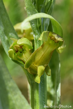 Orchis grenouille, Dactylorizha viridis, Orchidées sauavges, L`Huilerie, Queaux, 25 avril 2022 (30)