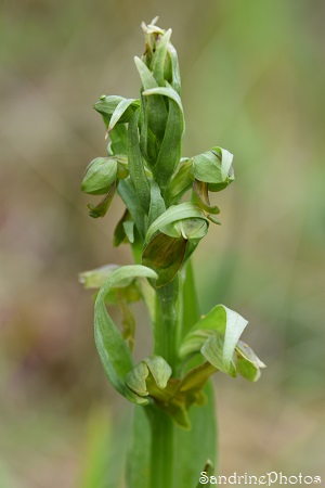 Orchis grenouille, Dactylorizha viridis, Orchidées sauavges, L`Huilerie, Queaux, 25 avril 2022 (7)