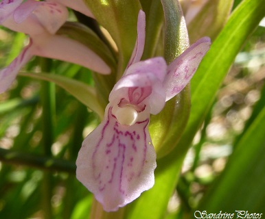 Orchis incarnat, Dactylorhiza incarnata, Orchidées sauvages du Poitou-Charentes, Pink wild orchids, Côteaux de Persac (47)