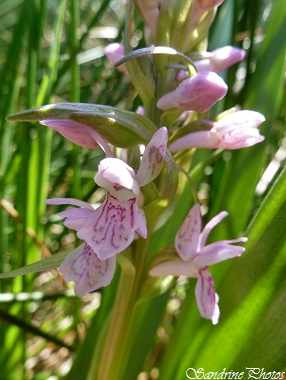 Orchis incarnat, Dactylorhiza incarnata, Orchidées sauvages du Poitou-Charentes, Pink wild orchids, Côteaux de Persac (49)