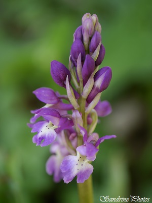 Orchis mâle, Orchis mascula, Orchidées sauvages, Wild orchids of France, Coteau du Couray entre Queaux et Moussac, Poitou-Charentes 86 (1)