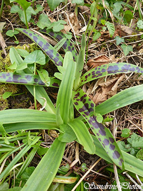 Orchis mâle, Orchis mascula, Orchidées sauvages, Wild orchids of France, Coteau du Couray entre Queaux et Moussac, Poitou-Charentes 86 (2)