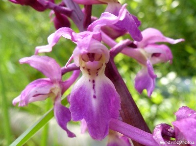 Orchis mâle, Orchis mascula - Wild orchids, Orchidées sauvages du Poitou-Charentes, Bouresse
