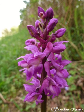 Orchis mâle, Orchis mascula, orchidées sauvages, wild orchids, fleurs sauvages du Poitou-Charentes,Queaux, Peussot