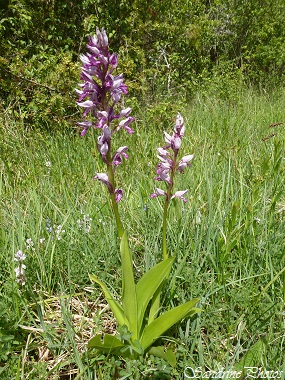 Orchis militaire, Orchis militaris, Orchidées sauvages du Poitou-Charentes, Wild orchids, Carrières et Brandes de l`Epine, Château-Garnier 86(47)