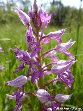 Orchis militaire, orchis militaris, Orchidées sauvages du Poitou-Charentes, Wild orchids, Carrières et Brandes de l`Epine, Château-Garnier (58)