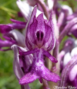 Orchis militaire, orchis militaris, orchidées sauvages du Poitou-Charentes, Wild orchids, Carrières et Brandes de l`Epine, Château-Garnier (67)