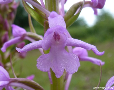 Orchis moucheron, Gymnadenia conopsea, Orchidées sauvages, Fleurs sauvages, Wild orchids, Bouresse, Poitou-Charentes, 11 juin 2013 (21)