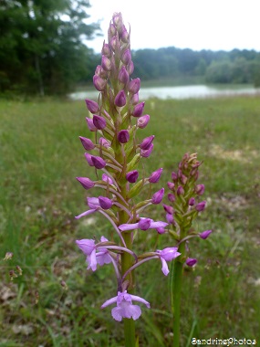 Orchis moucheron, Gymnadenia conopsea, Orchidées sauvages, Wild orchids, Bouresse, Poitou-Charentes, 11 juin 2013 (22)