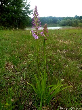 Orchis moucheron,  Gymnadenia conopsea, Orchidées sauvages, Wild orchids, Bouresse, Poitou-Charentes, 11 juin 2013 86 (23)