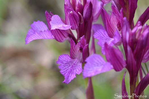 Orchis papilionacea, Cépie, Nord de Limoux, Massif de Malpère, Chasse aux orchidées dans l`Aude, Mai 2021 (104)