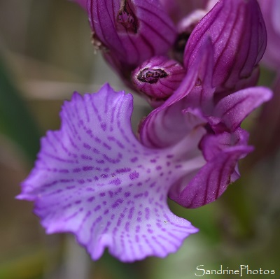 Orchis papilionacea, Cépie, Nord de Limoux, Massif de Malpère, Chasse aux orchidées dans l`Aude, Mai 2021 (109)