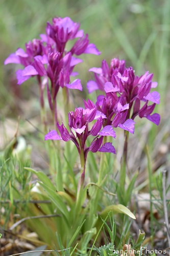 Orchis papilionacea, Cépie, Nord de Limoux, Massif de Malpère, Chasse aux orchidées dans l`Aude, Mai 2021 (98)