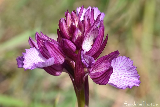 Orchis papilionacea, Cépie, Nord de Limoux, Massif de Malpère, Chasse aux orchidées dans l`Aude, Mai 2021