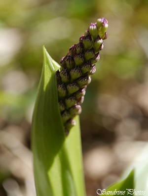 Orchis pourpre, Orchis purpurea, Orchidées sauvages, Wild orchids of France, Coteau du Couray entre Queaux et Moussac, Poitou-Charentes 86 (16)