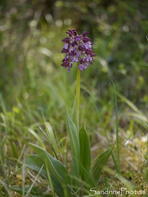 Orchis pourpre, Orchis purpurea, Orchidées sauvages, Wild orchids of France, Coteau du Couray entre Queaux et Moussac, Poitou-Charentes 86 (17)