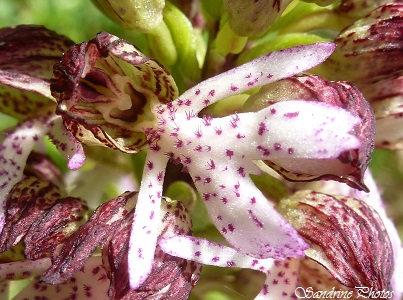 Orchis pourpre, Orchis purpurea, Orchidées sauvages, wild orchids, Forêt de Verrières, Poitou-Charentes, SandrinePhotos, 3 mai 2014
