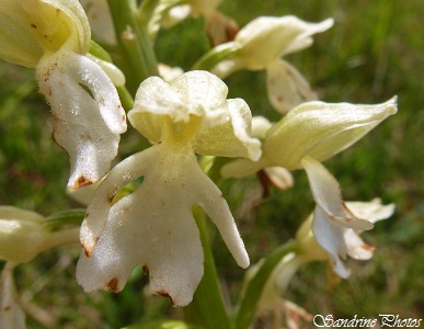 Orchis purpurea à forme blanche, Orchis pourpre de couleur blanche, White Orchis purpurea, Orchidées sauvages du Poitou-Charentes, Carrières et Brandes de l`Epine, Château-Garnier (133)