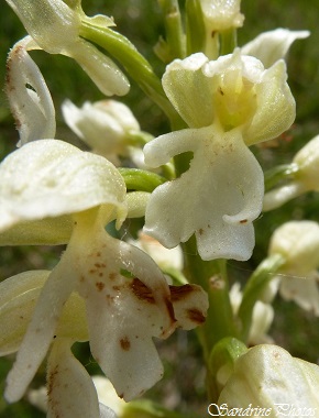 Orchis purpurea à forme blanche, Orchis pourpre de couleur blanche, White orchis purpurea, Orchidées sauvages du Poitou-Charentes, Carrières et Brandes de l`Epine, Château-Garnier (121)