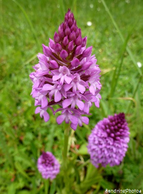 Orchis pyramidal, Anacamptis pyramidalis, Orchidée sauvage, Le verger, Bouresse, Poitou-Charentes, Jardin 7 juin 2013