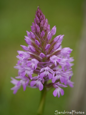 Orchis pyramidal, Orchis pyramidalis, Orchidées sauvages, Wild orchids, Jardin, Le Verger, Bouresse, Aquitaine-Limousin-Poitou-Charentes (6)