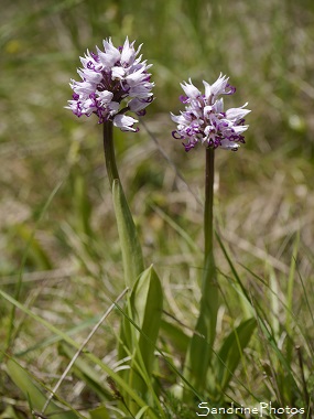 Orchis singe, Orchis simia, Orchidées sauvages roses ou blanches de France, Bach, Lot (46)